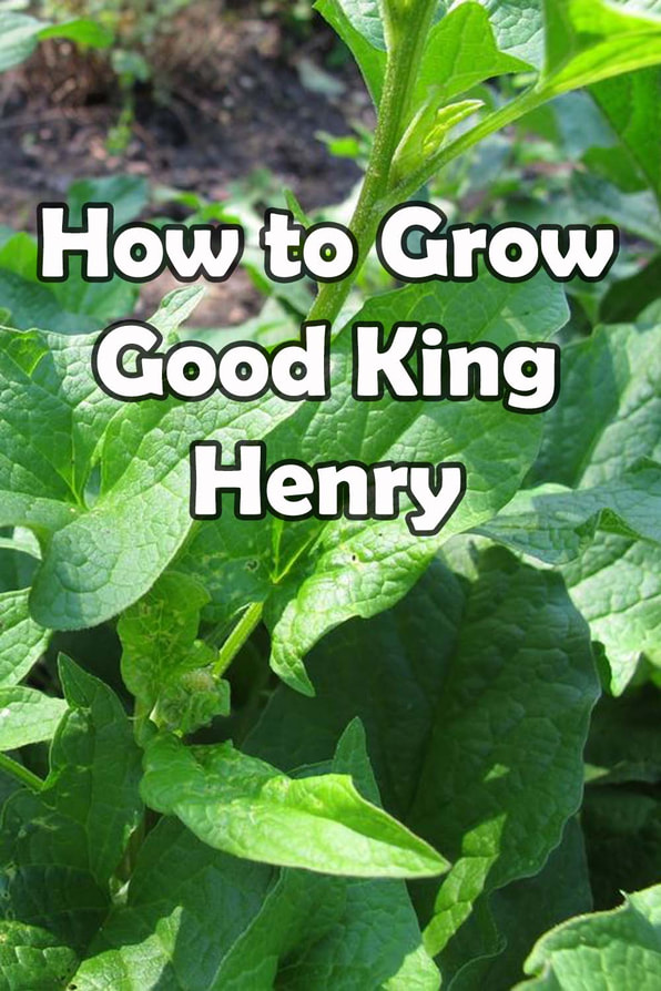 How to grow good king henry