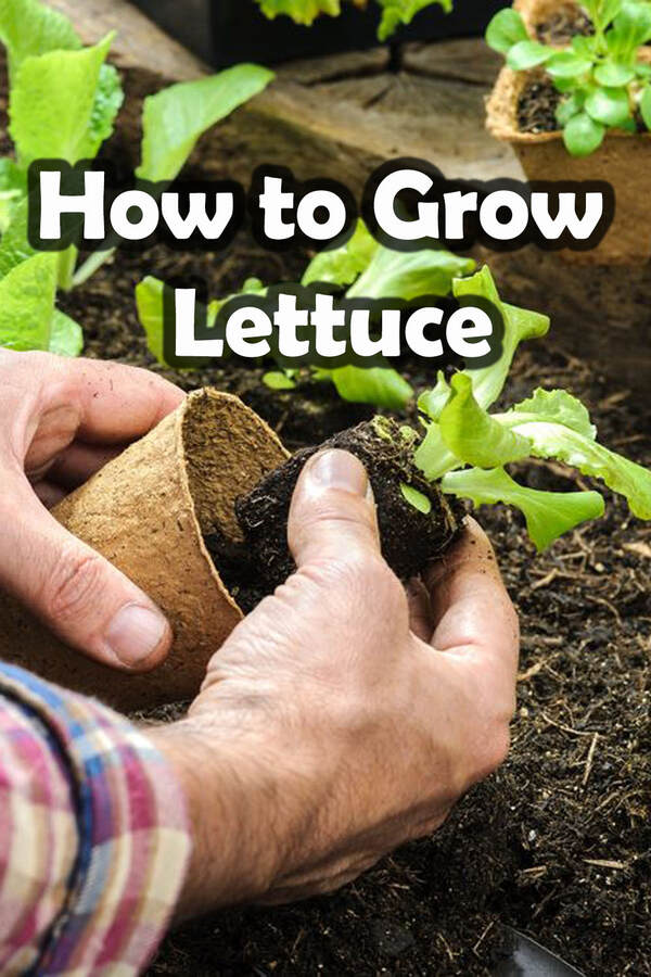 How to grow Lettuce
