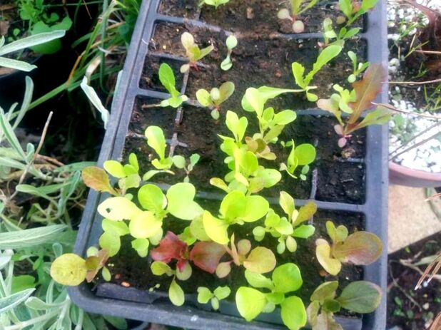 Growing lettuce seedlings