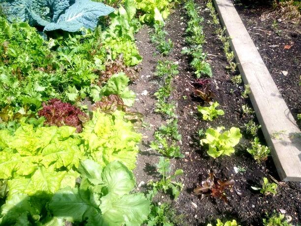 Raising young lettuce