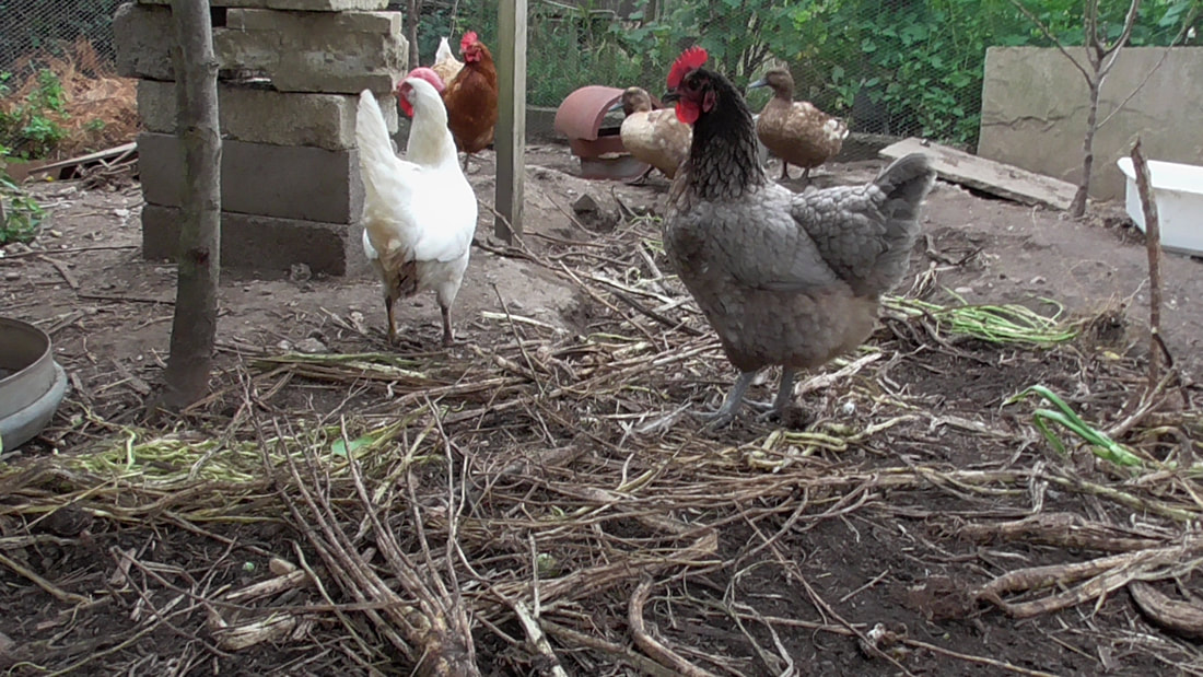 farming chickens